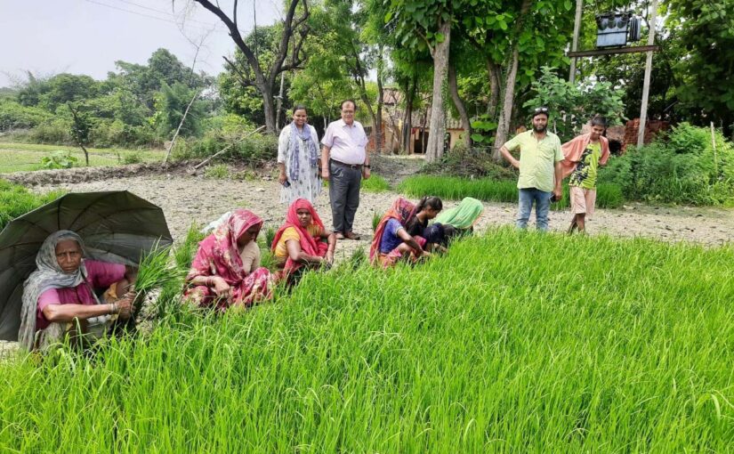 August : अगस्त माह के खेतीबारी से जुड़े खास काम