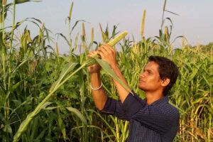 subsidy : बाजरे की संकर बीज पर सब्सिडी दे रही उत्तर प्रदेश सरकार