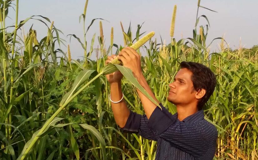 subsidy : बाजरे की संकर बीज पर सब्सिडी दे रही उत्तर प्रदेश सरकार