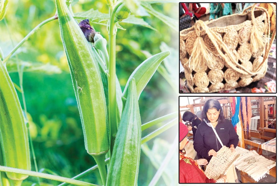 Okra Fibre : भिंडी का रेशा: ग्रामीण लोगों के लिए रोजगार का जरीया