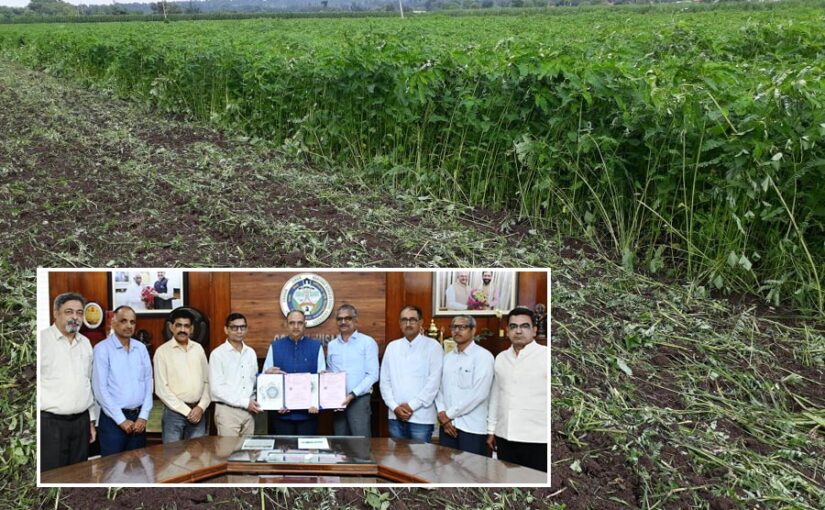 Dhaincha : ढैंचा डीएच-1 आंध्रप्रदेश में बढ़ाएगा उर्वरा शक्ति 