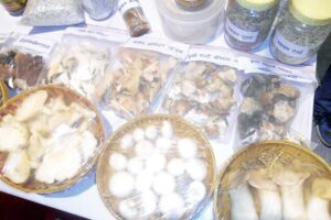 Mushroom : ढींगरी मशरूम की प्रोसैसिंग कर करें कमाई