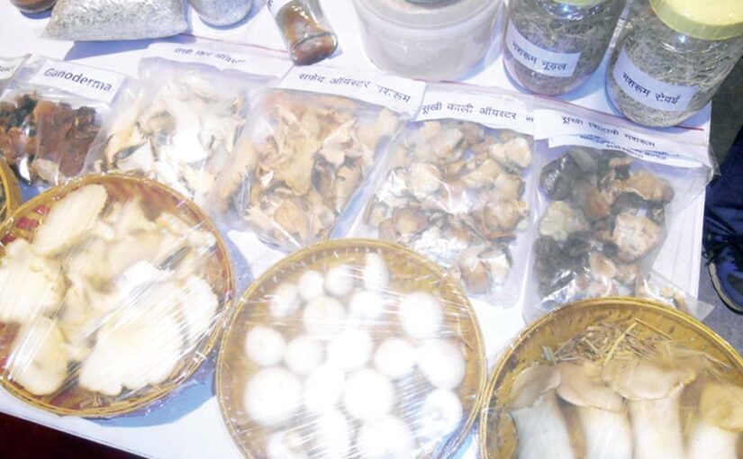 Mushroom : ढींगरी मशरूम की प्रोसैसिंग कर करें कमाई