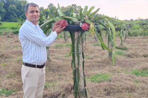 Dragon Fruit : ड्रैगन फ्रूट की खेती का कमाल , लाखों की कमाई