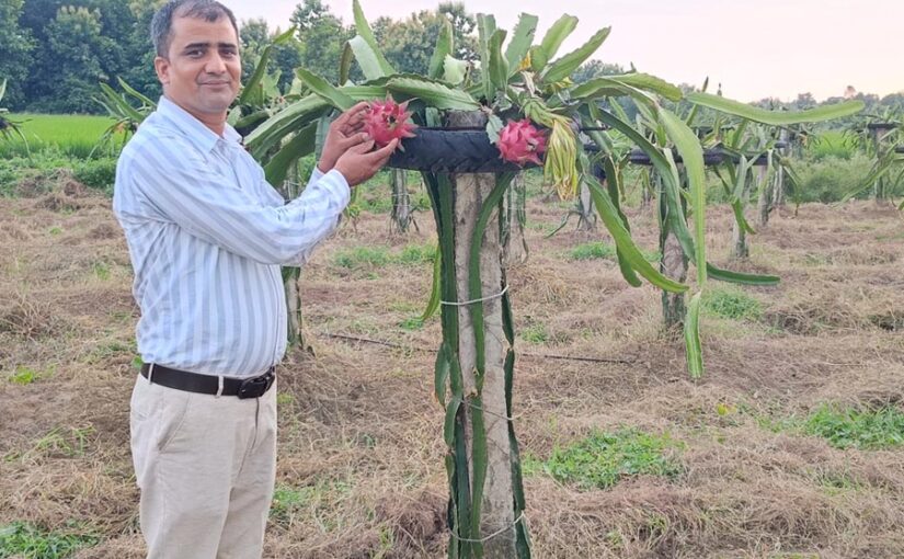 Dragon Fruit : ड्रैगन फ्रूट की खेती का कमाल , लाखों की कमाई