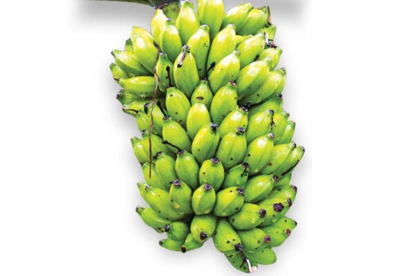 Banana 