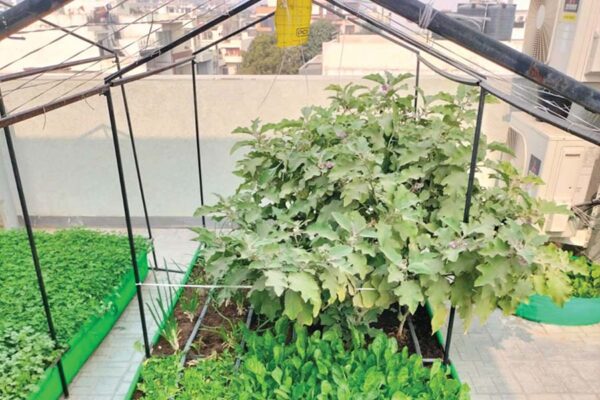 Vegetables on Rooftops