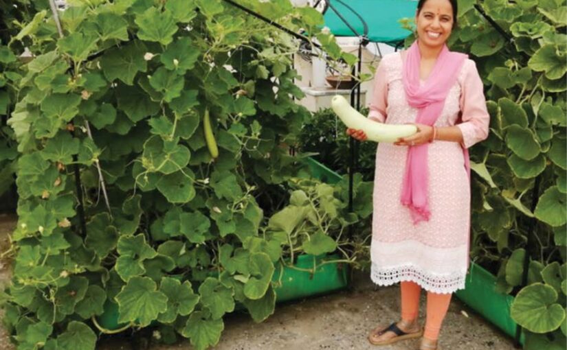 Vegetables on Rooftops : खाली छतों पर उगाएं सब्जियां