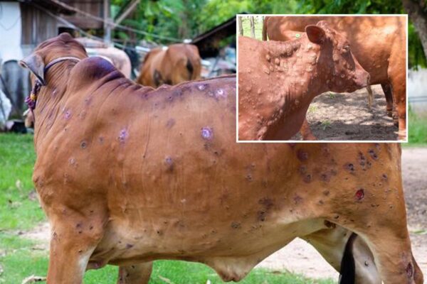 Lump Disease : पशुपालकों पर भारी, पशुओं में लंपी बीमारी