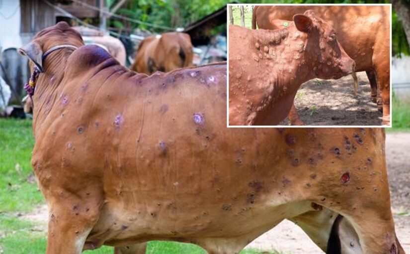 Lump Disease : पशुपालकों पर भारी, पशुओं में लंपी बीमारी