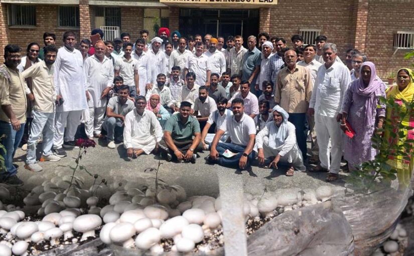 Mushroom : मशरूम उत्पादन ट्रेनिंग: रोजगार की संभावनाएं