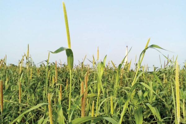 Millets 