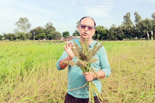 Millets : मिलेट्स की खेती  क्यों जरूरी है