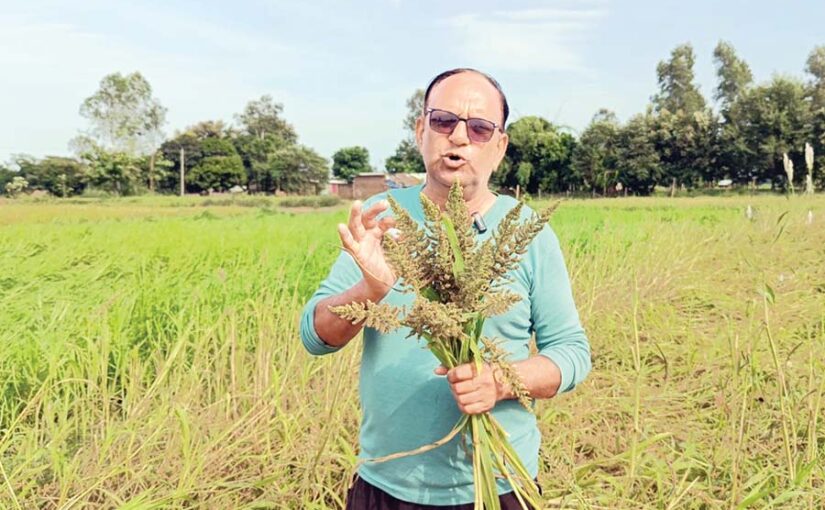 Millets : मिलेट्स की खेती  क्यों जरूरी है