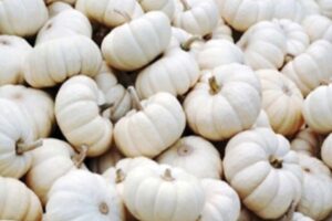 Pumpkin : पेठा कद्दू की उन्नत खेती