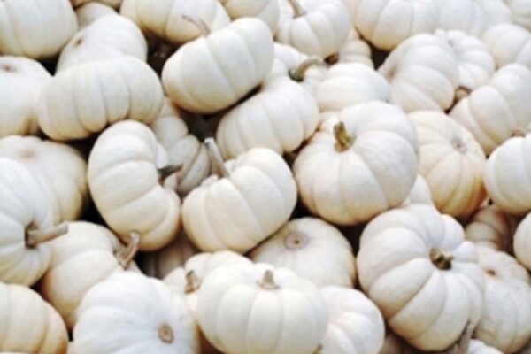 Pumpkin : पेठा कद्दू की उन्नत खेती