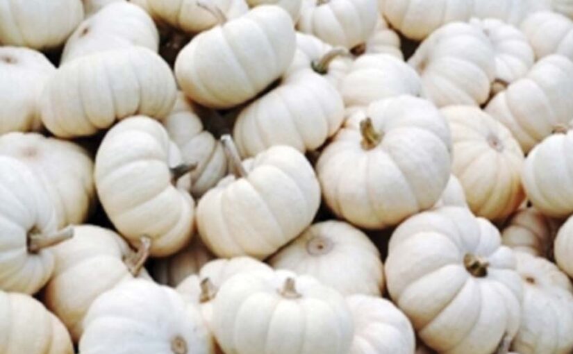 Pumpkin : पेठा कद्दू की उन्नत खेती