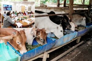 Livestock : पशुधन उत्पादकता बढ़ाने हेतु जागरूकता कार्यक्रम