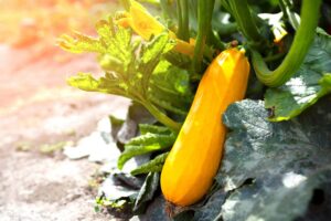Colorful Vegetables :छत पर उगाएं विदेशी और रंगीन सब्जियां