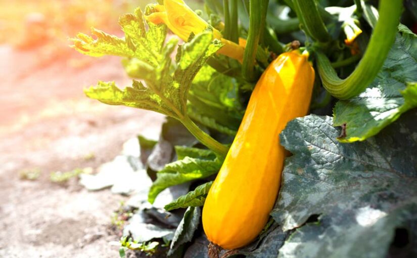 Colorful Vegetables :छत पर उगाएं विदेशी और रंगीन सब्जियां