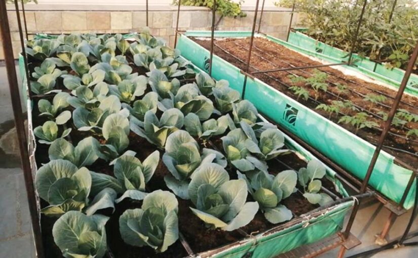 Rooftop Farming : ताजा सब्जियों के लिए करें रूफटौप फार्मिंग