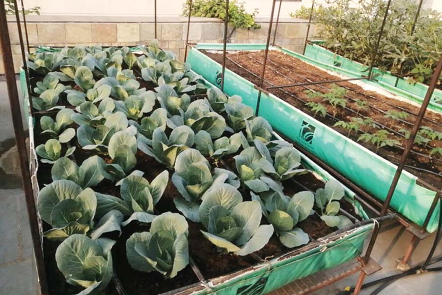 Rooftop Farming : ताजा सब्जियों के लिए करें रूफटौप फार्मिंग