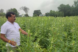 Sesame : तिल की खेती को बढ़ावा 