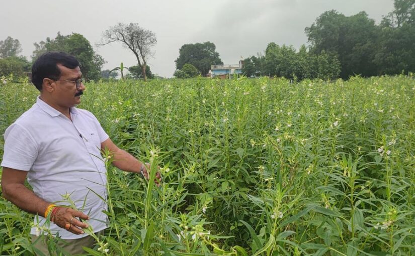 Sesame : तिल की खेती को बढ़ावा 