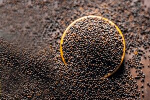Seeds : किसानों को मिलेगा मुफ्त बीज