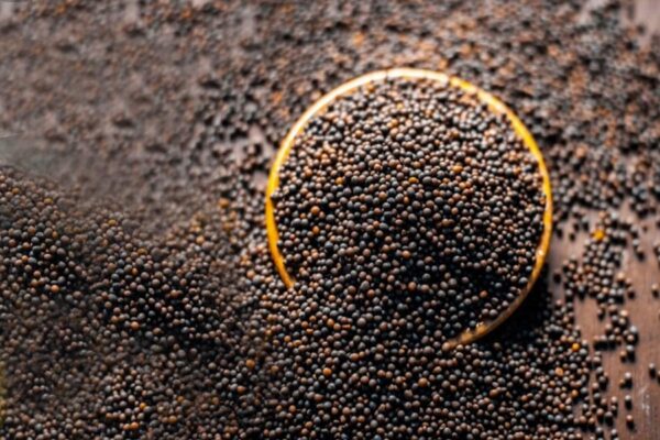 Seeds : किसानों को मिलेगा मुफ्त बीज