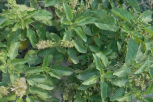 Tulsi