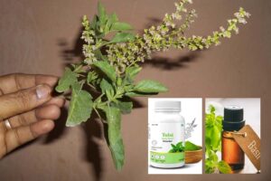 Tulsi : तुलसी की वैज्ञानिक विधि से खेती कर कमाएं लाभ