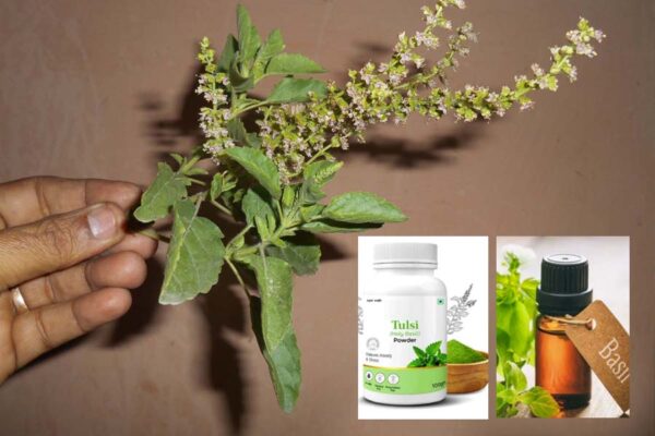 Tulsi : तुलसी की वैज्ञानिक विधि से खेती कर कमाएं लाभ