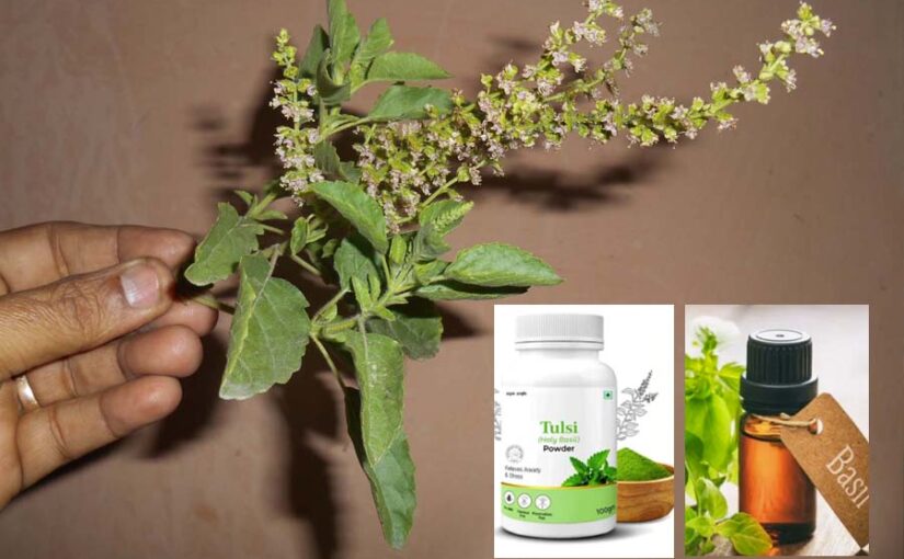 Tulsi : तुलसी की वैज्ञानिक विधि से खेती कर कमाएं लाभ