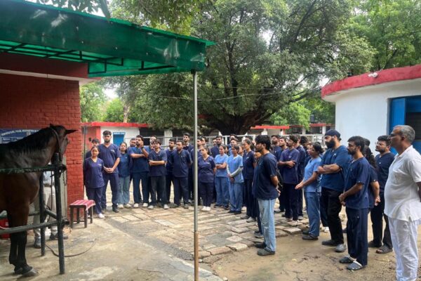 Horses : कैसे करें घोड़ों की देखभाल?