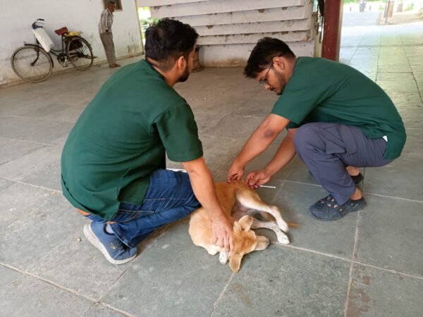 Rabies : विश्व रेबीज दिवस पर लुवास में जागरूकता कार्यक्रम