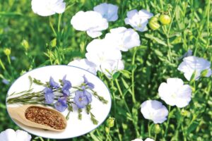 Flax