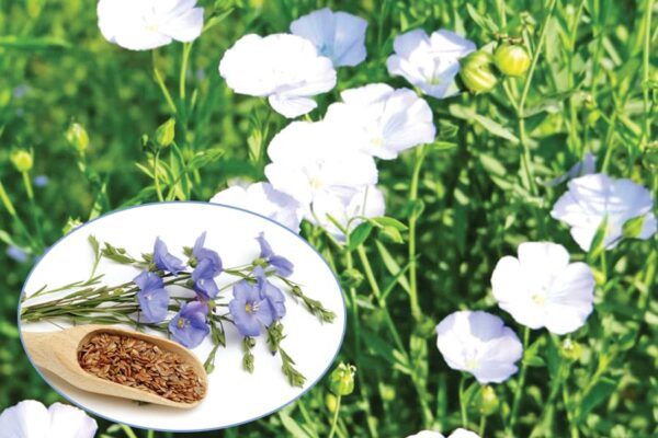 Flax : अलसी की खेती से लाभ कमाएं