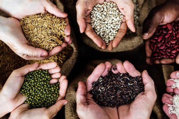 Climate Change : मौसम बदलाव के मुताबिक किस्मों का विकास जरूरी