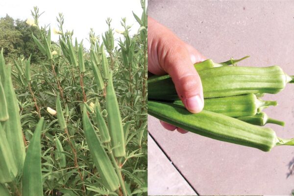 Ladyfinger : भिंडी की उन्नत खेती से ज्यादा उत्पादन