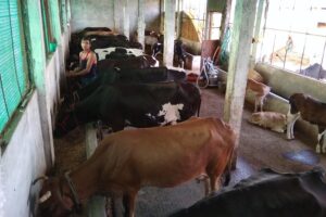 Dairy Farming : वैज्ञानिक तरीके से करें डेयरी फार्मिंग