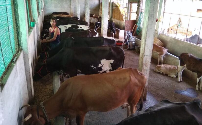 Dairy Farming : वैज्ञानिक तरीके से करें डेयरी फार्मिंग
