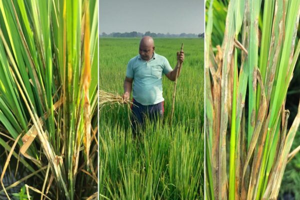 Rice Diseases : धान के रोग और उन के प्रबंधन के उपाय