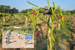 Dragon Fruit : ड्रैगन फ्रूट की खेती है लाभदायक