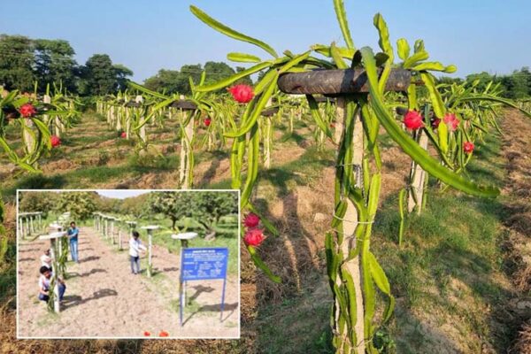 Dragon Fruit : ड्रैगन फ्रूट की खेती है लाभदायक