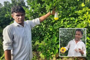 Pheromon Trap : फलमक्खी प्रबंधन में उपयोगी फैरोमैन ट्रैप