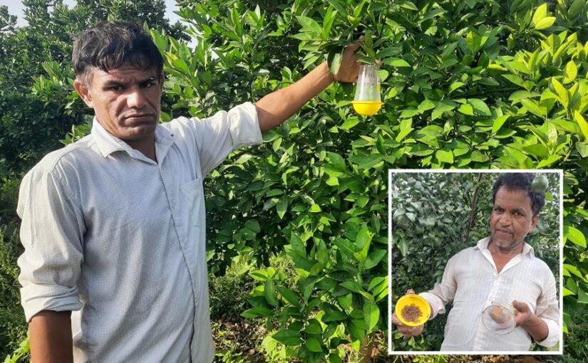 Pheromon Trap : फलमक्खी प्रबंधन में उपयोगी फैरोमैन ट्रैप