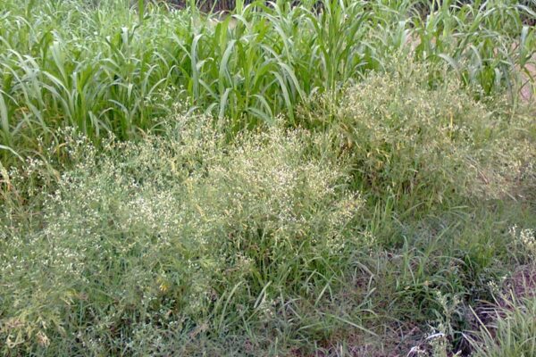 Carrot Grass : जनजागृति और जागरूकता से होगा गाजर घास का सफाया