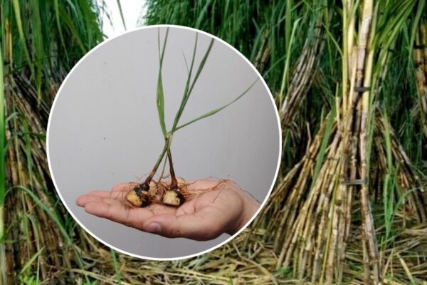 Sugarcane : गन्ना खेती में नवाचार से किसानों को मुनाफा