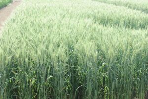 Wheat Variety : हकृवि ने विकसित की गेहूं की नई किस्म डब्ल्यूएच 1309